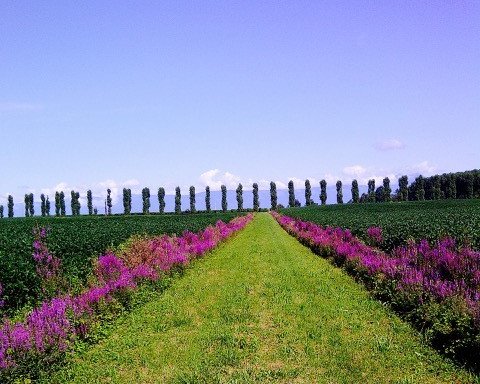 Photo of Mayfly Wine Co.