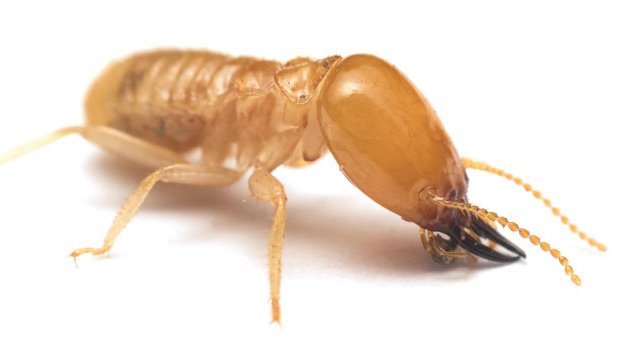Photo of Epest Pest & Termite Management