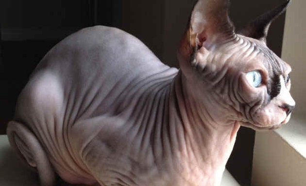 Photo of Sphynx Canada Cattery