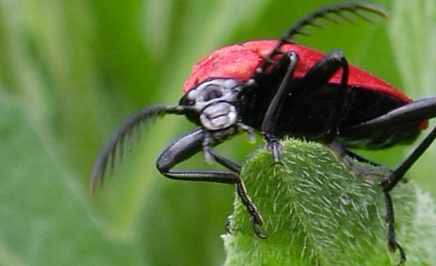 Photo of Hawthorns Urban Wildlife Centre