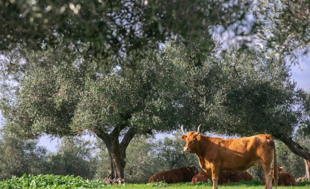 foto Azienda Agricola Boccea