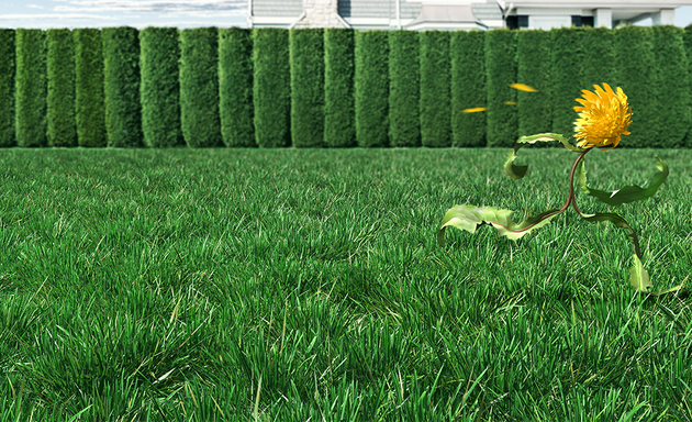 Photo of Green Drop Lawns Ltd.