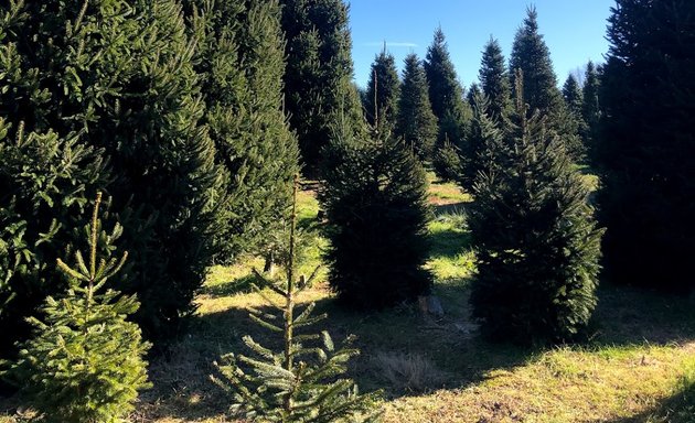 Photo of Gopher Broke Farm Christmas Trees