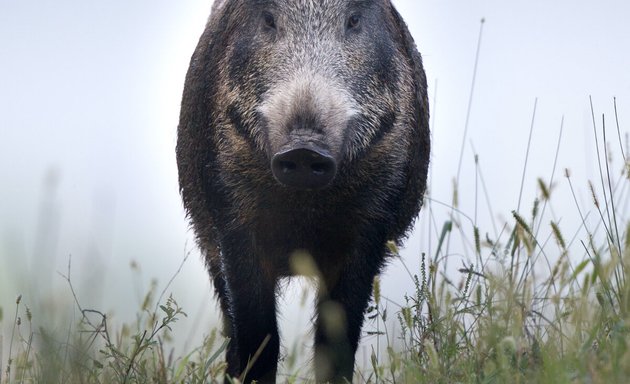 Foto von Wildfleisch aus der Region Berlin-Brandenburg | Direkt vom Jäger