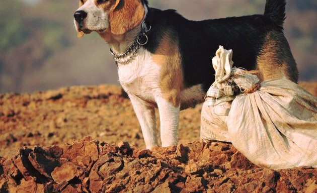 Photo of Dog Grooming At Borivali