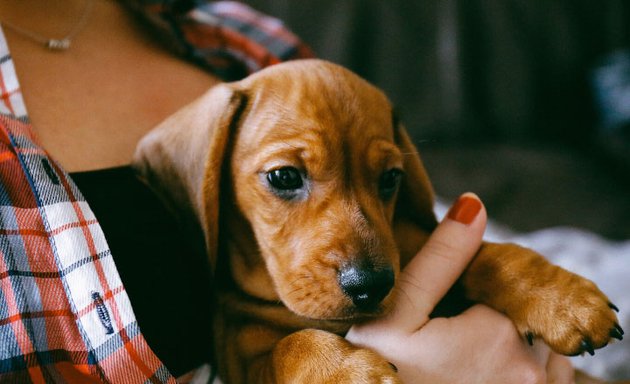 Photo of Academy Animal Hospital