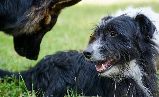 Foto von Hundetagesstätte Stadtfelle