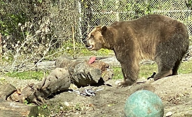 Photo of Grizzly Bear Exhibit