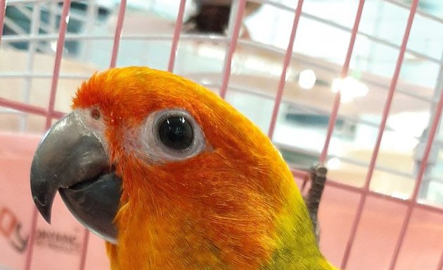 Photo of Ilawathi Parrots and Pet Shop & Kedai Haiwan