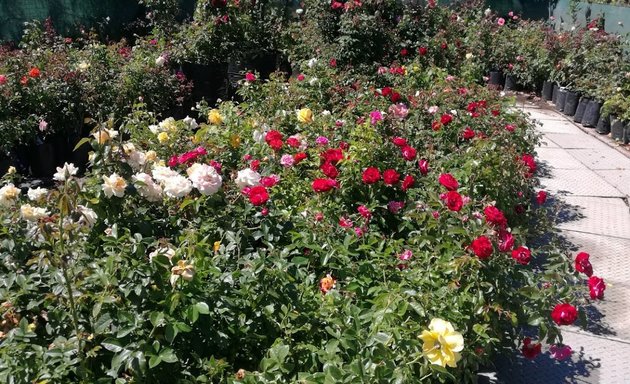Photo of Ludwigs Roses Cape Town