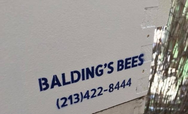 Photo of Balding's Bees