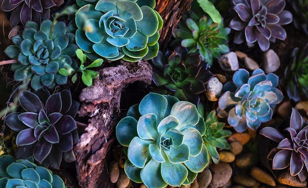 Photo of Interior Plants Los Angeles