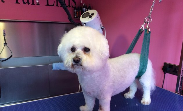 Photo of Tail Ends Dog Grooming