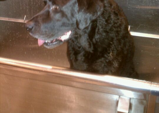 Photo of BYOD dog wash