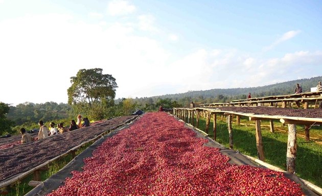 Photo of KANYA Coffee Export