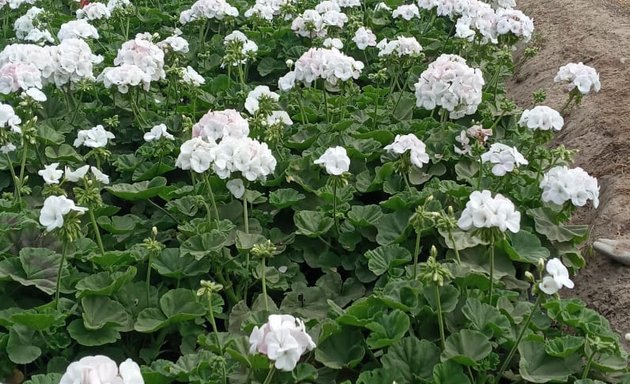 Foto de Viveros Flores del Peru SAC