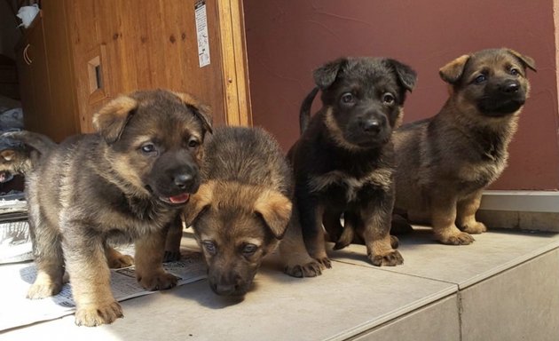 写真 湘南警察犬訓練所