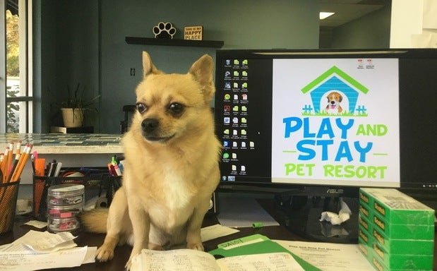 Photo of Play and Stay Pet Resort
