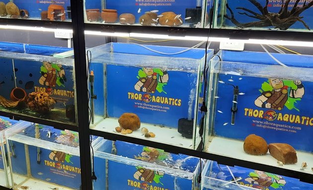 Photo of Thor Aquatics