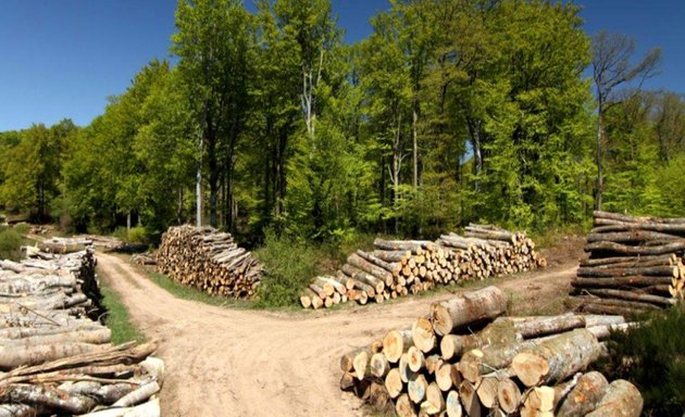 Photo de Alliance Forêts Bois Toulouse