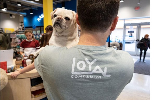 Photo of Loyal Companion