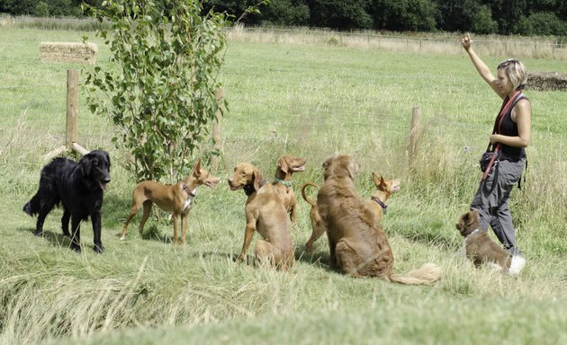 Photo of Pack Buddies Doggy Daycare Southampton