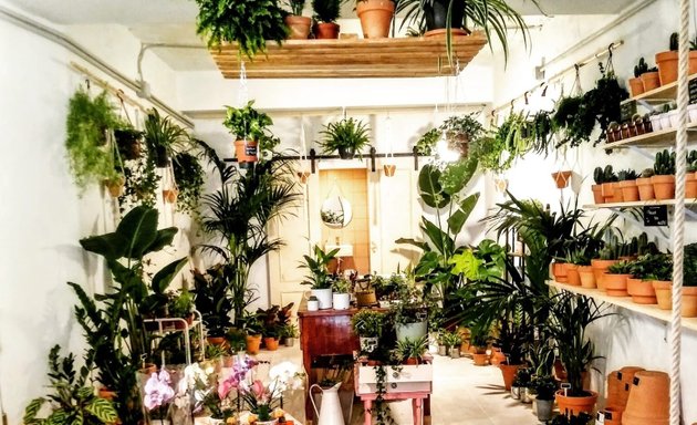 Foto de TOPANGA planteria - Flores y Plantas Madrid