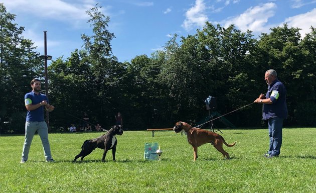 Foto von Boxer Klub Gruppe München e. V.