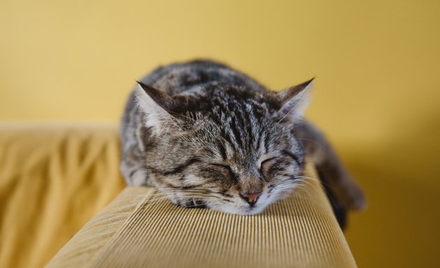 Photo of Pawsies - Doggy Daycare and Cat Sitting