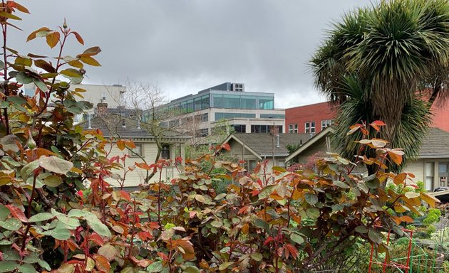 Photo of Belltown P-Patch Community Gardens