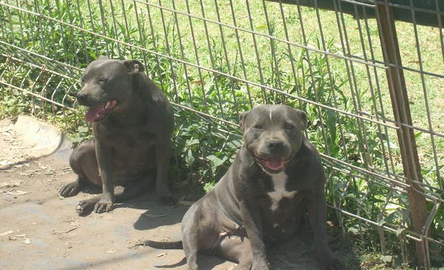 Photo of Staffordshire bull terrier pups Home