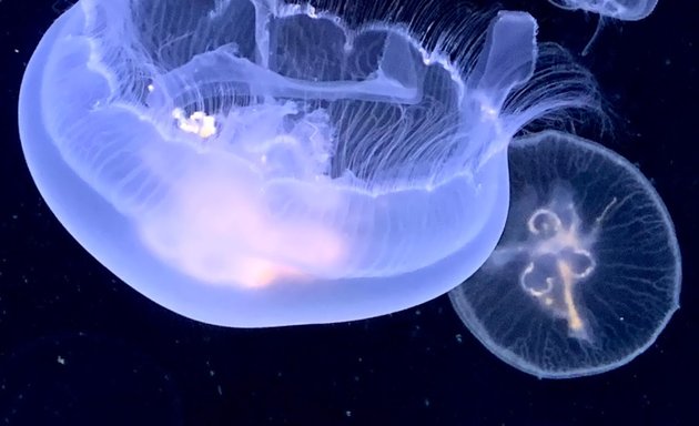 Photo of Canada Jellyfish