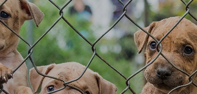 Photo of ASPCA Community Veterinary Center