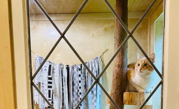Photo of Twin Cedars Cat Resort