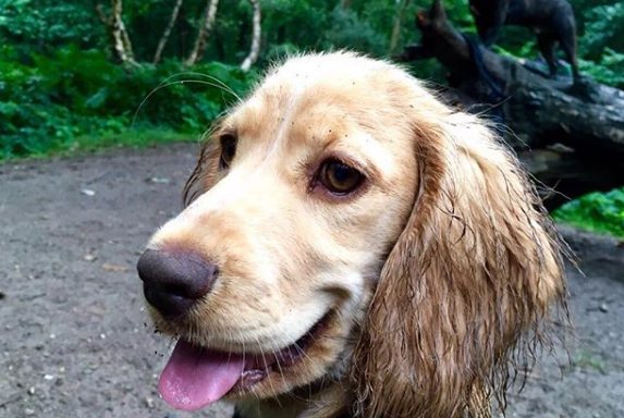 Photo of Green Dog Walking