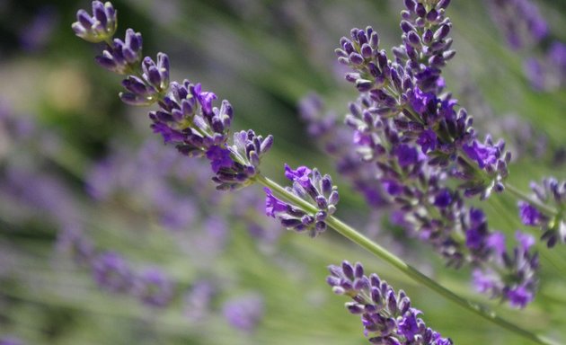 Foto von Naturfriseur Bettina Molinari