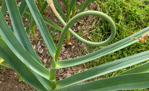 Photo of Bradner Hills Farm - Garlic 🧄