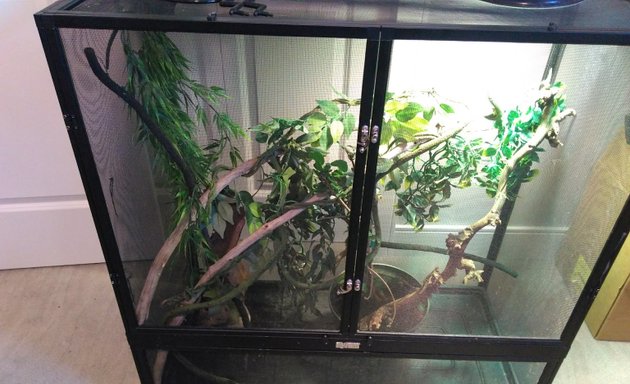 Photo of Stargazer Exotics - Saskatoon Reptiles