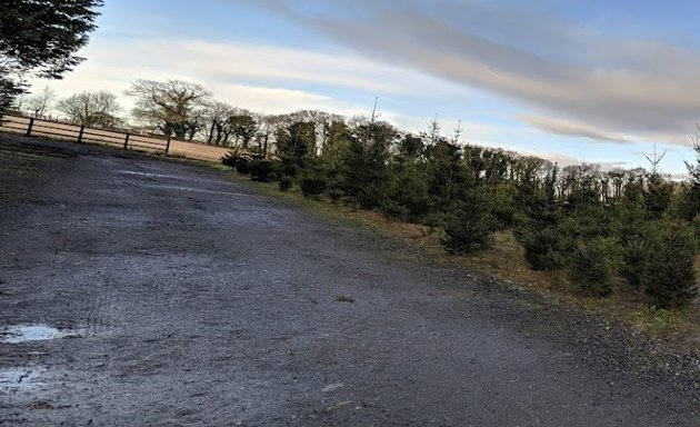 Photo of Oxheys Christmas Tree Farm