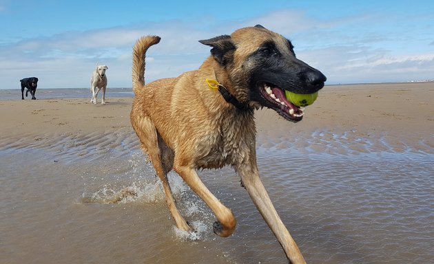 Photo of Alpha Pet Care - Dog Walking & Pet Sitting Services Blackpool