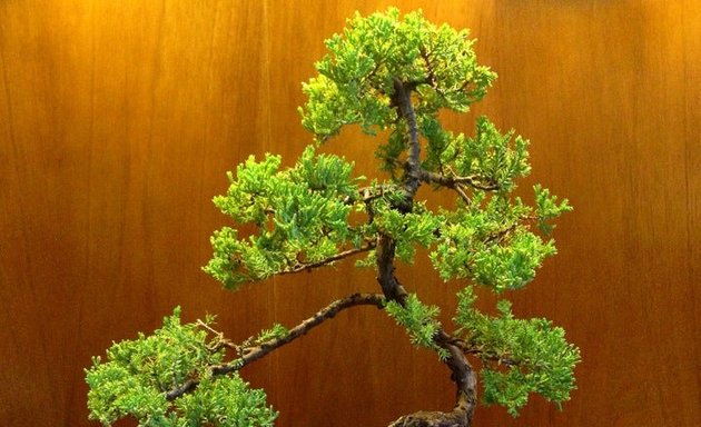 Photo of Yamaguchi Bonsai