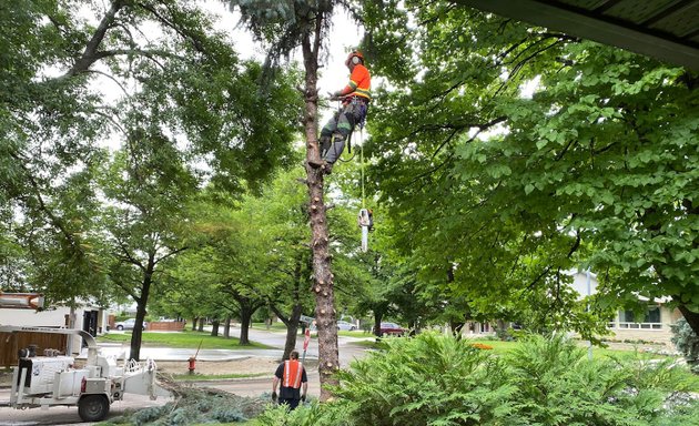 Photo of Timber Tree Removal