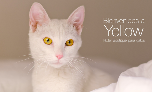 Foto de Yellow - Hotel para gatos