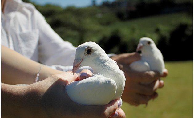 Foto de Palomas Blancas Costa Rica