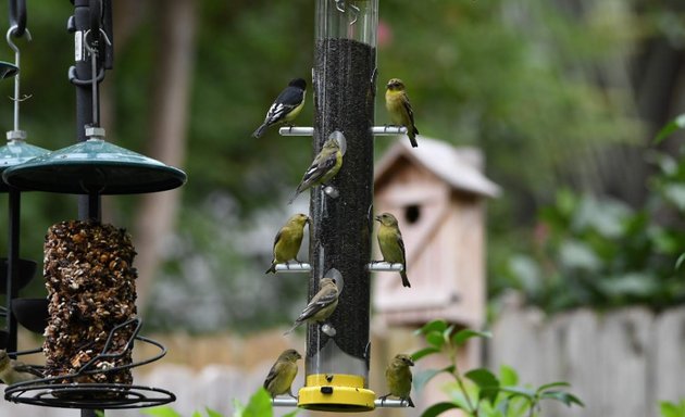 Photo of Wild Birds Unlimited