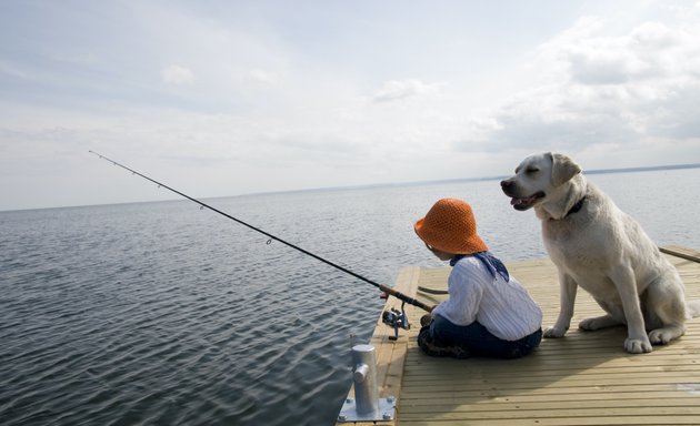 Photo of Reality Dog Training