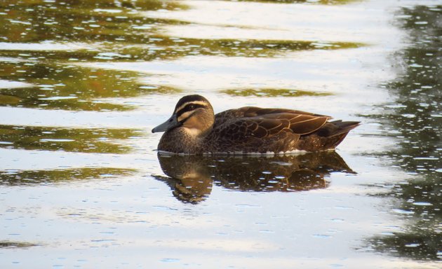 Photo of Fremont Park Duck Pond