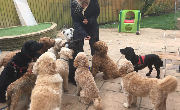 Photo of Go Out Paws - Coventry dog walking & day-care (fully licenced)