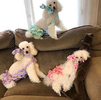 Photo of Light Nlively Poodles