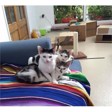 Photo of Cats Protection - Mitcham Homing Centre